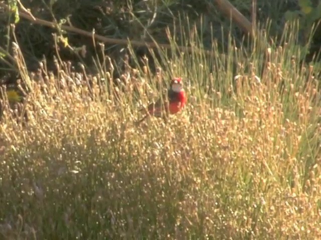 Crimson Chat - ML201563611