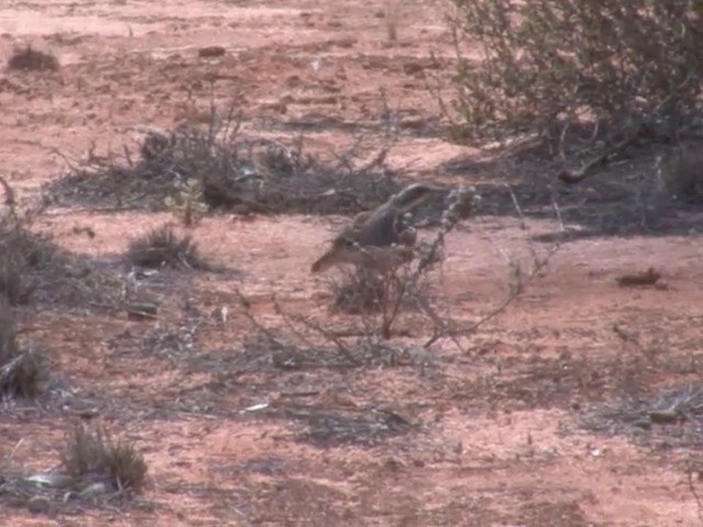 Chestnut Quail-thrush - ML201563631