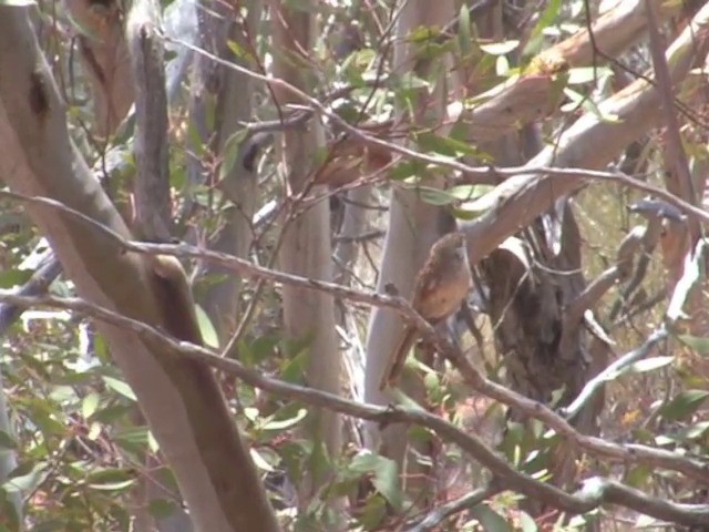 Striated Grasswren - ML201563641