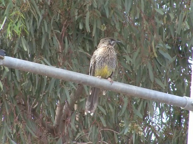 Red Wattlebird - ML201563681