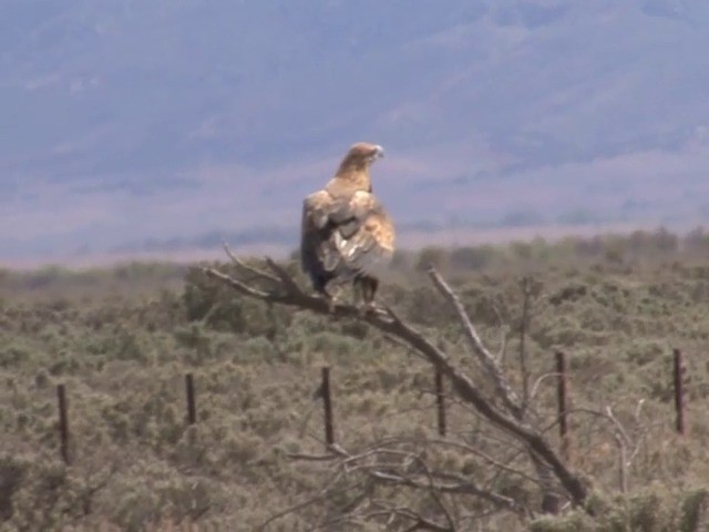 Wedge-tailed Eagle - ML201563711