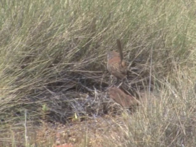 Short-tailed Grasswren - ML201563721