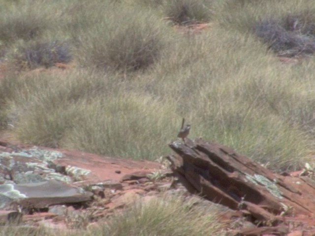 Short-tailed Grasswren - ML201563731