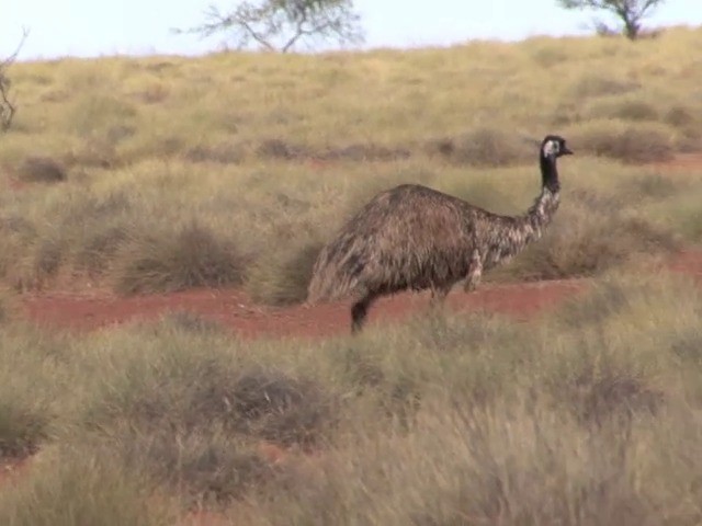 Emu - ML201563741