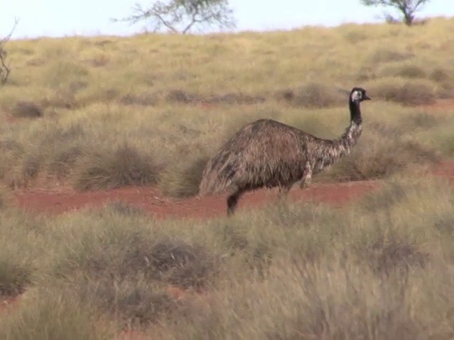 Émeu d'Australie - ML201563741