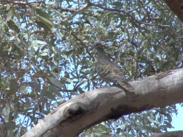 Common Bronzewing - ML201563751