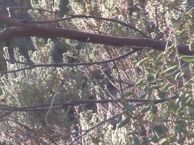 Inland Thornbill - ML201563761