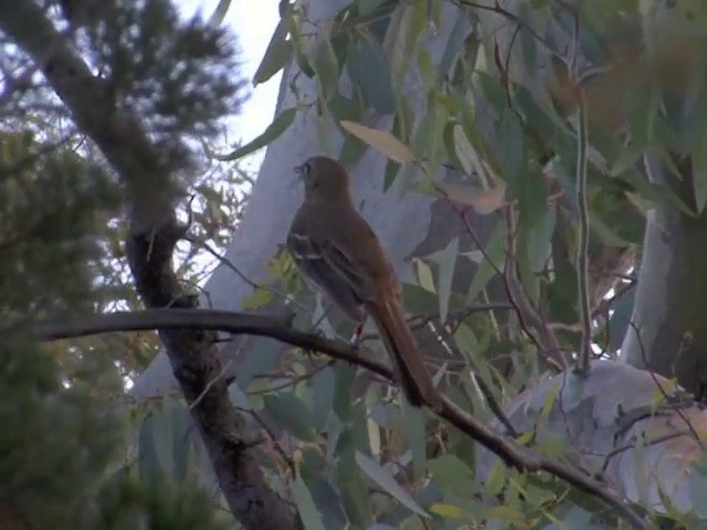 Southern Scrub-Robin - ML201563781