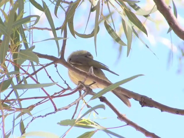 Gray-fronted Honeyeater - ML201563801