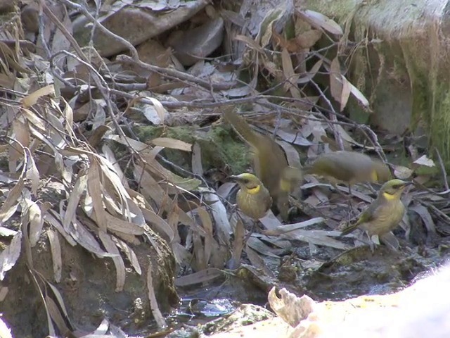 Gray-fronted Honeyeater - ML201563821