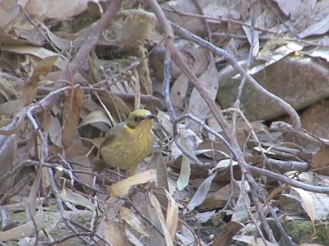 Gray-fronted Honeyeater - ML201563831