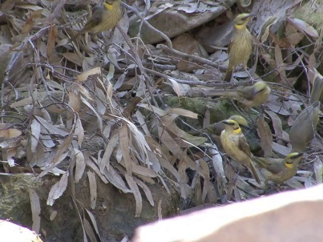 Gray-fronted Honeyeater - ML201563841