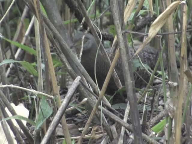 Éperonnier chinquis - ML201563861