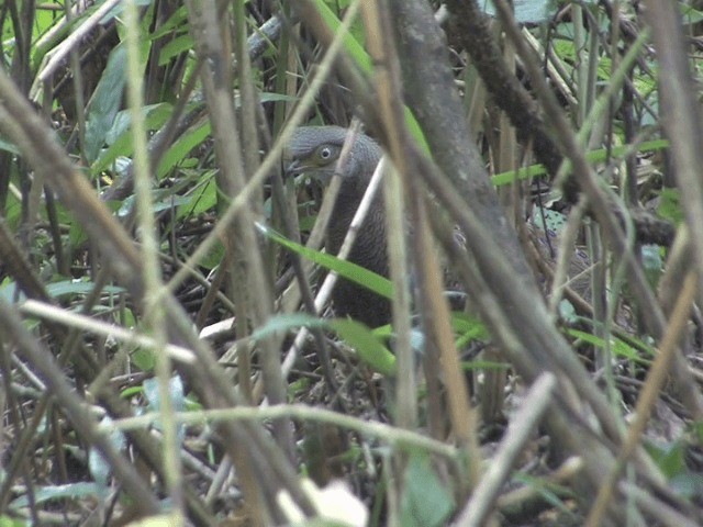 Gray Peacock-Pheasant - ML201563871