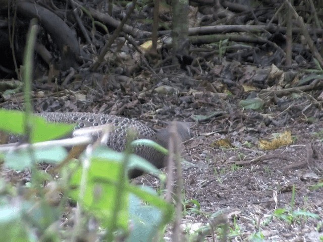 Gray Peacock-Pheasant - ML201563911