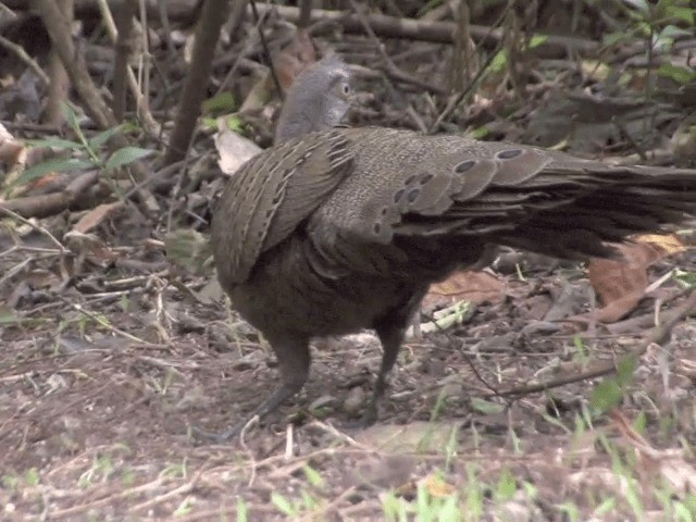 Éperonnier chinquis - ML201563931