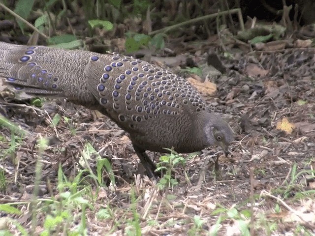 Éperonnier chinquis - ML201563941