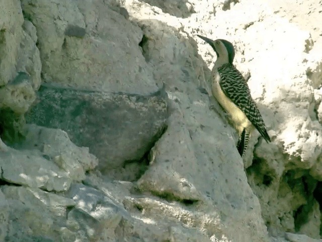 Andean Flicker (Southern) - ML201563991