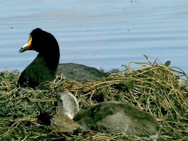 Giant Coot - ML201564071