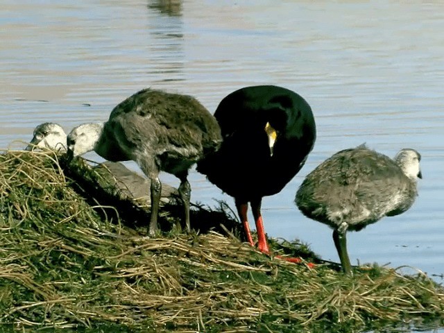 Giant Coot - ML201564101