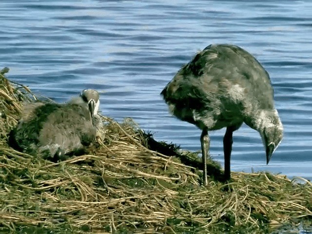 Giant Coot - ML201564141