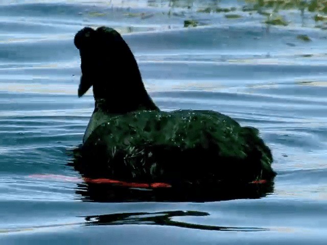 Giant Coot - ML201564151