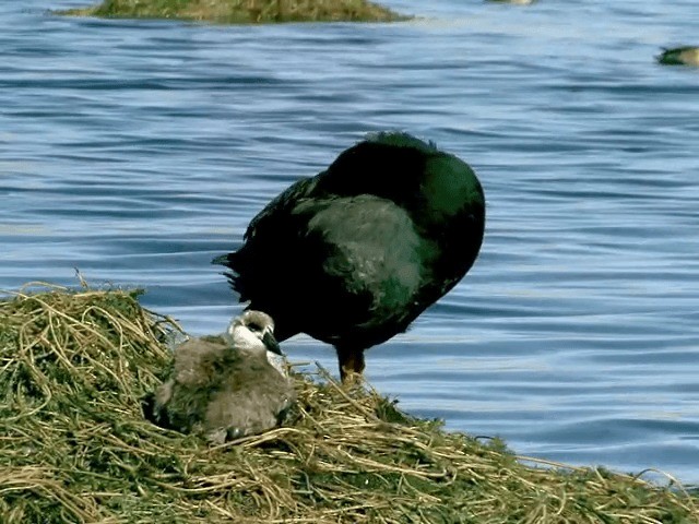Giant Coot - ML201564161