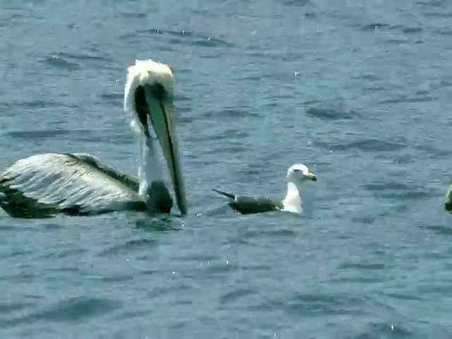 Peruvian Pelican - ML201564361