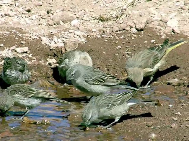 Ash-breasted Sierra Finch - ML201564441