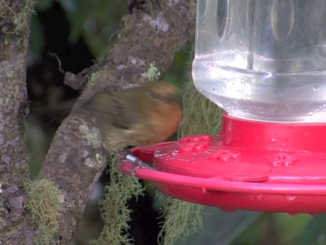 Rusty Flowerpiercer - ML201564621