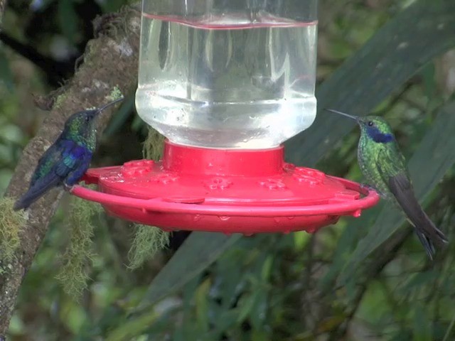 Lesser Violetear (Andean) - ML201564641