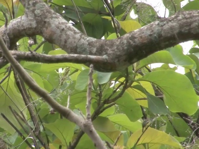 Yellow-crowned Tyrannulet - ML201564671