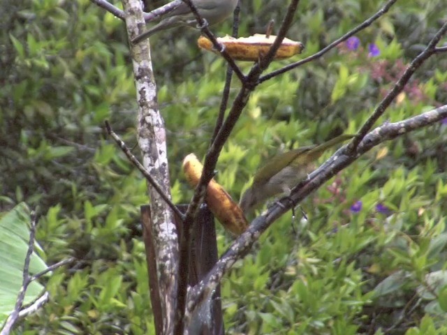 Buff-throated Saltator - ML201564691