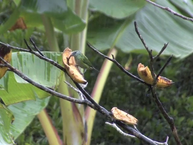 Black-capped Tanager - ML201564731