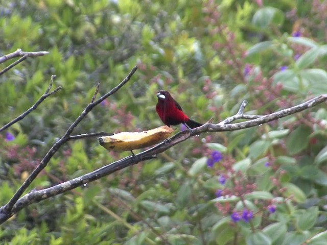 Crimson-backed Tanager - ML201564791