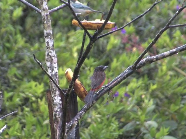 Crimson-backed Tanager - ML201564801