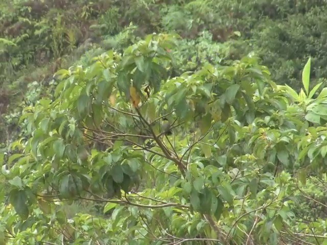 White-naped Brushfinch (Yellow-throated) - ML201564811