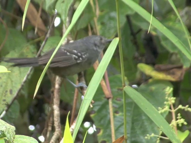 Parker's Antbird - ML201564821