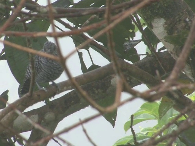Bar-crested Antshrike - ML201564831