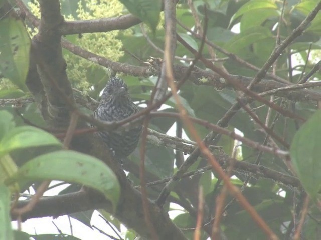 Bar-crested Antshrike - ML201564841