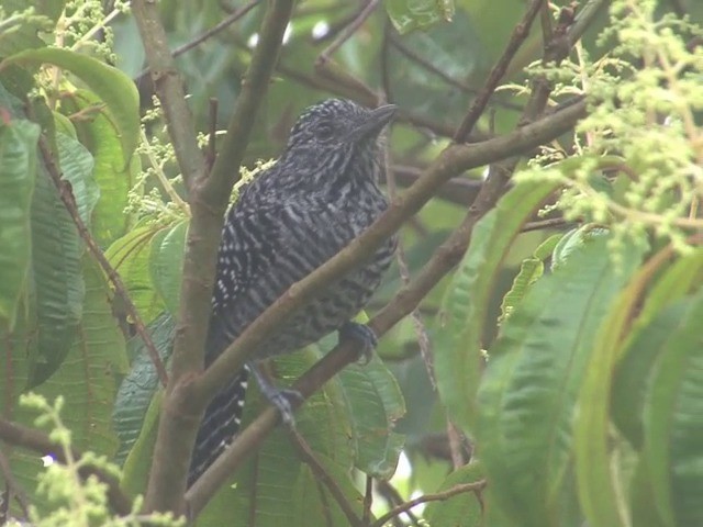 Bar-crested Antshrike - ML201564851