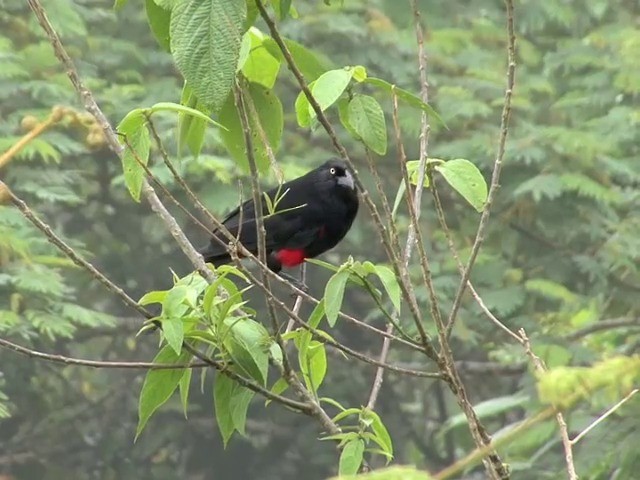 Red-bellied Grackle - ML201564881