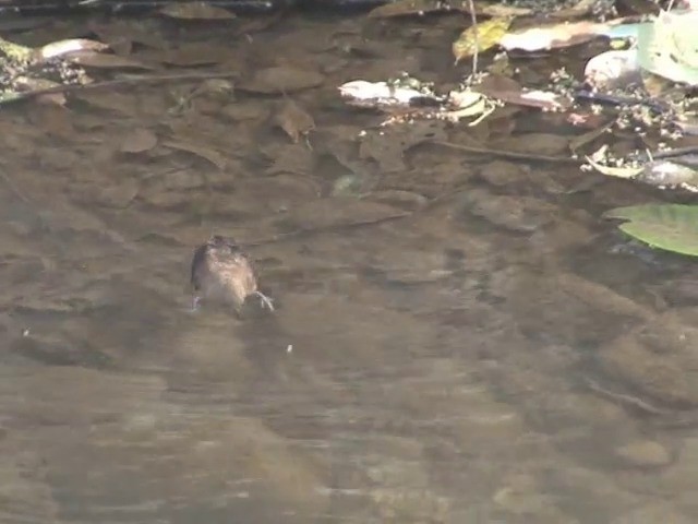 Brown Dipper - ML201564981