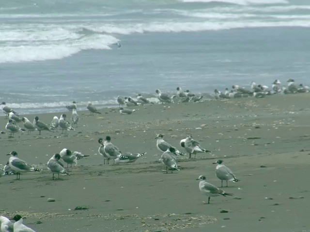 Franklin's Gull - ML201565011