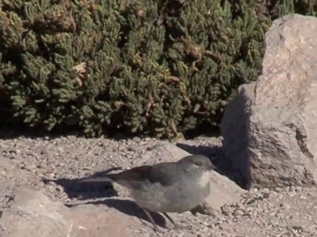 White-throated Sierra Finch - ML201565041
