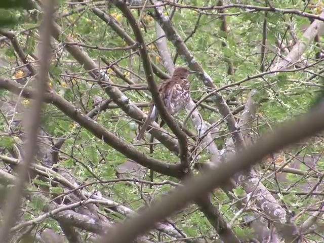 Marañon Thrush - ML201565051