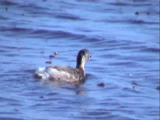 Hoary-headed Grebe - ML201565061