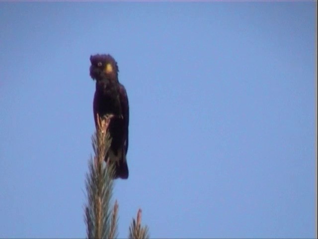 Yellow-tailed Black-Cockatoo - ML201565071