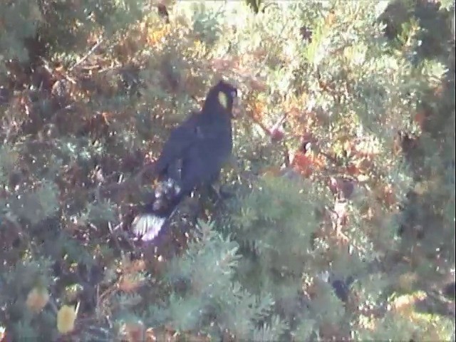 Yellow-tailed Black-Cockatoo - ML201565091