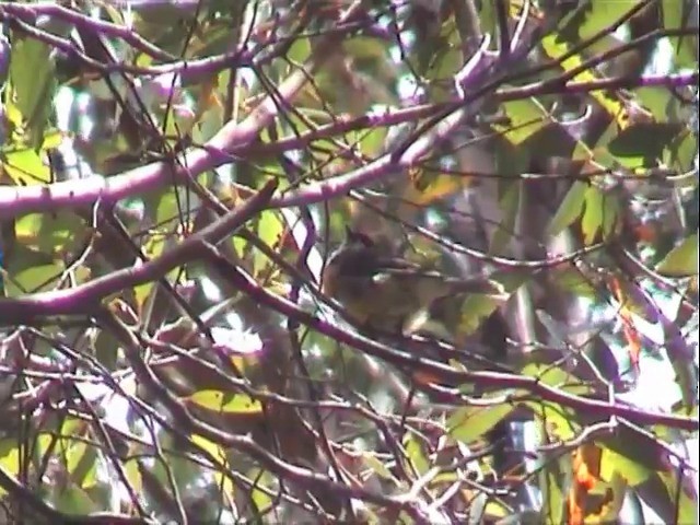 Golden Whistler (Eastern) - ML201565111